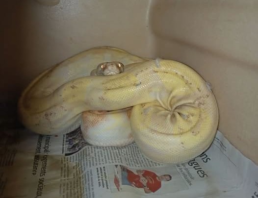 Le boa constrictor retrouvé